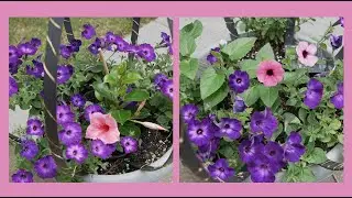NEW beautiful vining Proven Winner flowers: Summer Planters and the Front Urns