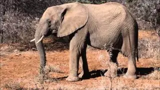 Following the elephant herd