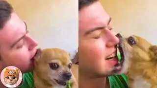 Angry - Funny Dog Can Make You Laugh So Hard| Pets Galaxy