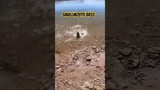 🎣 Smallmouth Bass at Elephant Butte Lake New Mexico #shorts #nature #fishingnewmexico