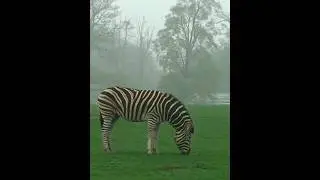 amazing beautiful zebra eating grass video with zebra sound #youtubeshorts #viralshorts #shorts