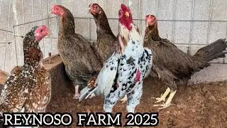 Expo 2025 Condor Outdoor Breeding Pens Feeding Time - Reynoso Farm JAGUAR