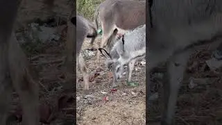 صغير حمار لطيف مع أمه | Desert Village Animals Life