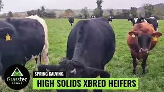 High solids (500kgms) Capacious Xbred Spring Calving Heifers