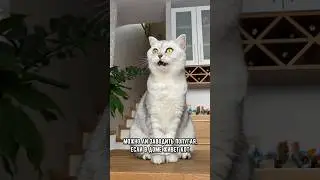Можно ли заводить попугая, если в доме живет кот #кошка #кот