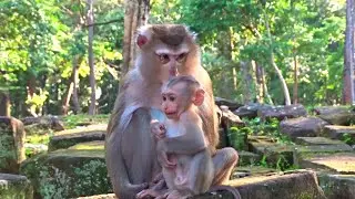 So Lovely Baby Monkey Sitting Relaxing and happy animal #1076
