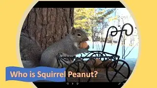 Who is Squirrel Peanut?