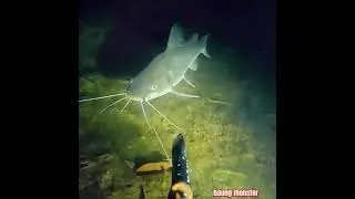 NUNGU MOMEN ‼️ IKAN BAUNG MONSTER NEMBAK IKAN 🐠🐋🐟 #fishing #mancing #nembakikan #shorts #fish