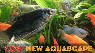 NEW Gourami/Barb Tank Setup 2024 (Part 1/2)