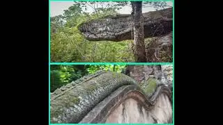 Mysterious cave of snakes #shorts