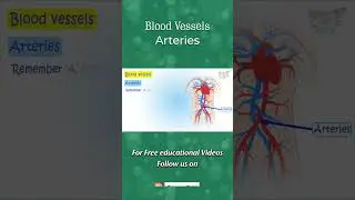 Human Circulatory System | Blood Vessels, Arteries | Circulatory System | Heart | Science #shorts