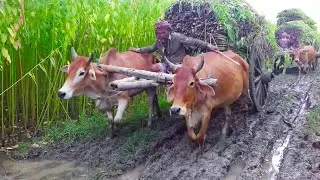 Two Bullock Cart Heavy Load Stuck in Mud | Cow Cart Stuck Mud accident | Bullock cart full Load Ride
