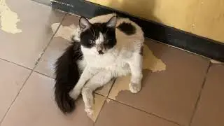 Cat 🐱 , how the cat manage heat in summer 👅 licking own ass 😝