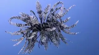 Watch | Breathtaking feather like sea lily filmed swimming