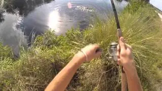 Quick Clips: Alligators Want My Skitterwalk