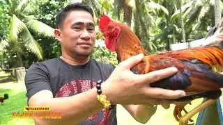 Thunderbird Sabong Nation interview with Mr. Ulyses Bedia