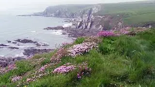 Sea pinks / the Thrift Flowers in full bloom at Ayrmer Cove,South Devon England