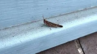 Short-horned Grasshoppers (Family Acrididae) (2023-03-10)