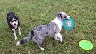 Journey leert na vangen frisbee terug brengen in hand geven.