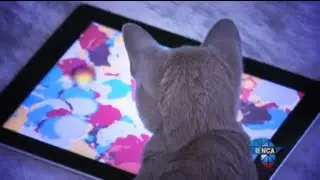 Tech Report | Apps for Cats
