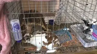 Agriculture at Manatee County Fair