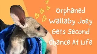Orphaned Wallaby Joey Gets Second Chance At Life