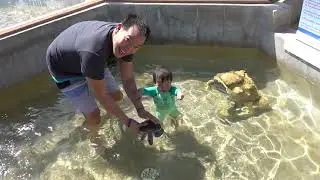 Baby Turtle Wading Pool