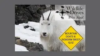 Mountain Goats & Bighorn Sheep Wildlife Quiz