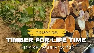 India's new Tissue teak plant