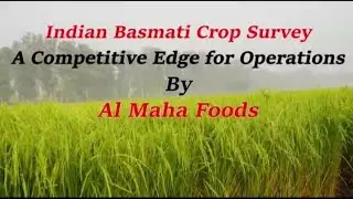 Basmati  Rice Crop Survey  by Al Maha Foods