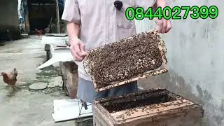 D&agrave;nh cho người mới nuoi ong
