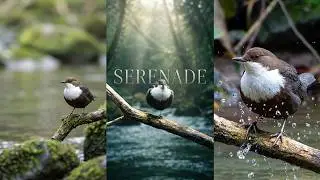 Dippers riverside serenade - a mindful moment on the riverbank - unwind and relax in nature