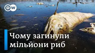 Екологічна катастрофа на Одері повториться цього літа? Європа у фокусі