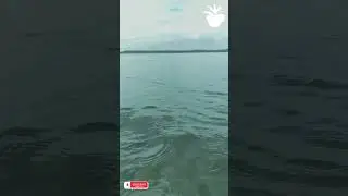 Relax your mind quickly with water sound #nature #viral #flowers #shortsviral