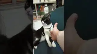 JoPus 😻 @nurigoodvibes #cat #wonjopus1 #jopus #trendingshorts #shorts #funny #short #cats