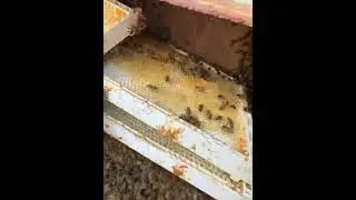 Collecting a bee swarm on Okanagan Rail Trail