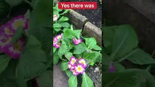 ✅ Did I Find Any Plant Bargains Today? 🌿 Cheap Garden Finds & Rescue Tips 🎧