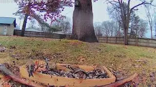 American Goldfinches have a party crasher. The Fox Squirrel I call Yard Dog 