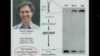 Return to the RNAi World: Rethinking Gene Expression and...