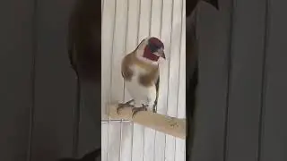 Beautiful big mask goldfinch