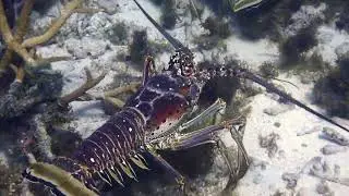 Spiny Lobster Race - Scuba Diving in Culebra Puerto Rico with Culebra Divers