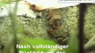 Zucht des Rotaugenlaubfrosches (Agalychnis callidryas)