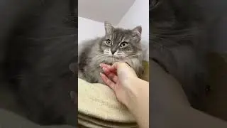 Tiny Paw Cats 🐾 | Cutest Cat Compilation You&rsquo;ll Ever See