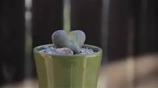 Pleiospilos nelii “Split Rock”