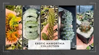 Exotic Haworthia Collection ✨