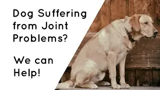 #1 Vet Approved Dog Joint Supplement - Advanced Joint Support Formula by Vetrinex Labs