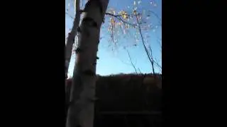 Birch tree falling