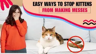 Как отучить котят гадить где попало? Быстрые и простые решения