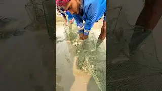 Catching big fish from inside a Chinese net