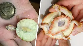 Turtle Born With an Exposed Heart Waves to Her Dad as He Approaches